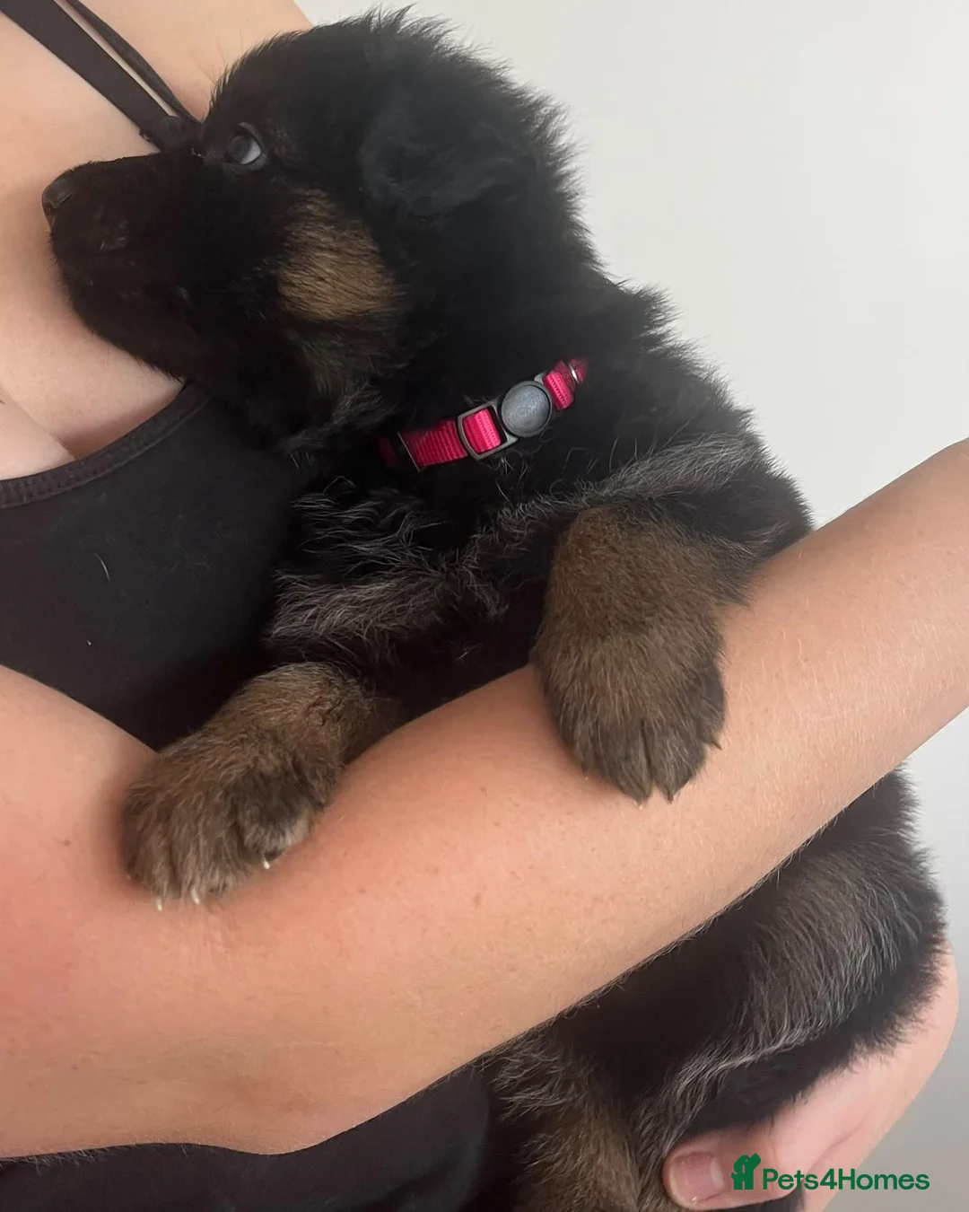 German Shepherd dogs for sale: *2 girls left* Dual Purpose GermanShepherd Puppies - Advert 13
