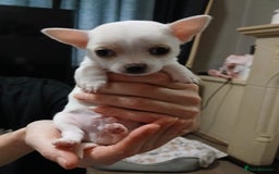 Chihuahua dogs for sale: BEAUTIFUL CHIHUAHUA PUPPIES  - Image 1