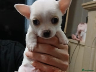 Chihuahua dogs for sale - Advert 1