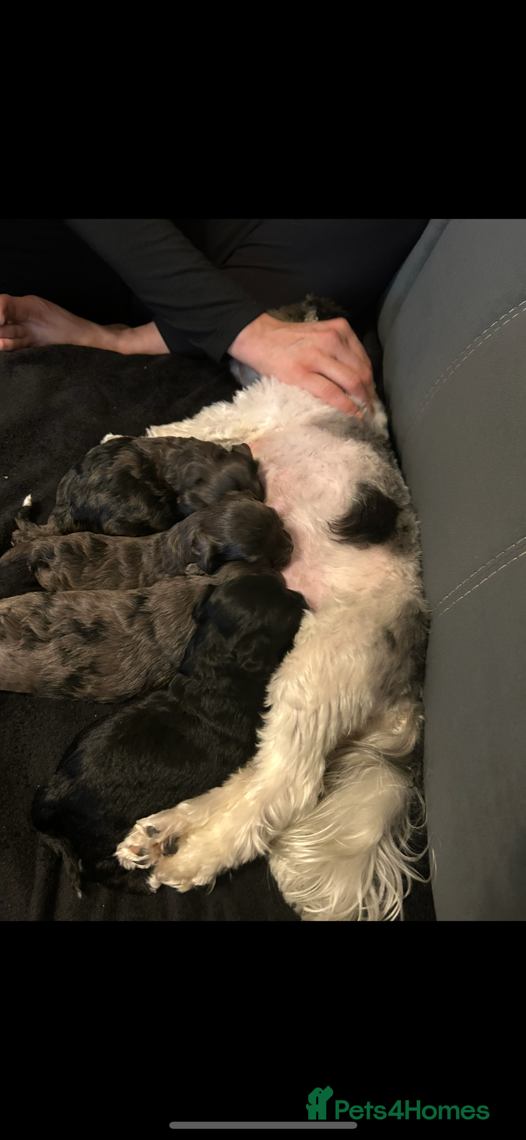 Yorkiepoo dogs for sale: 🐾 Tiny Yorkiepoo Puppies – Ready 29th August! 🐾 - Image 18