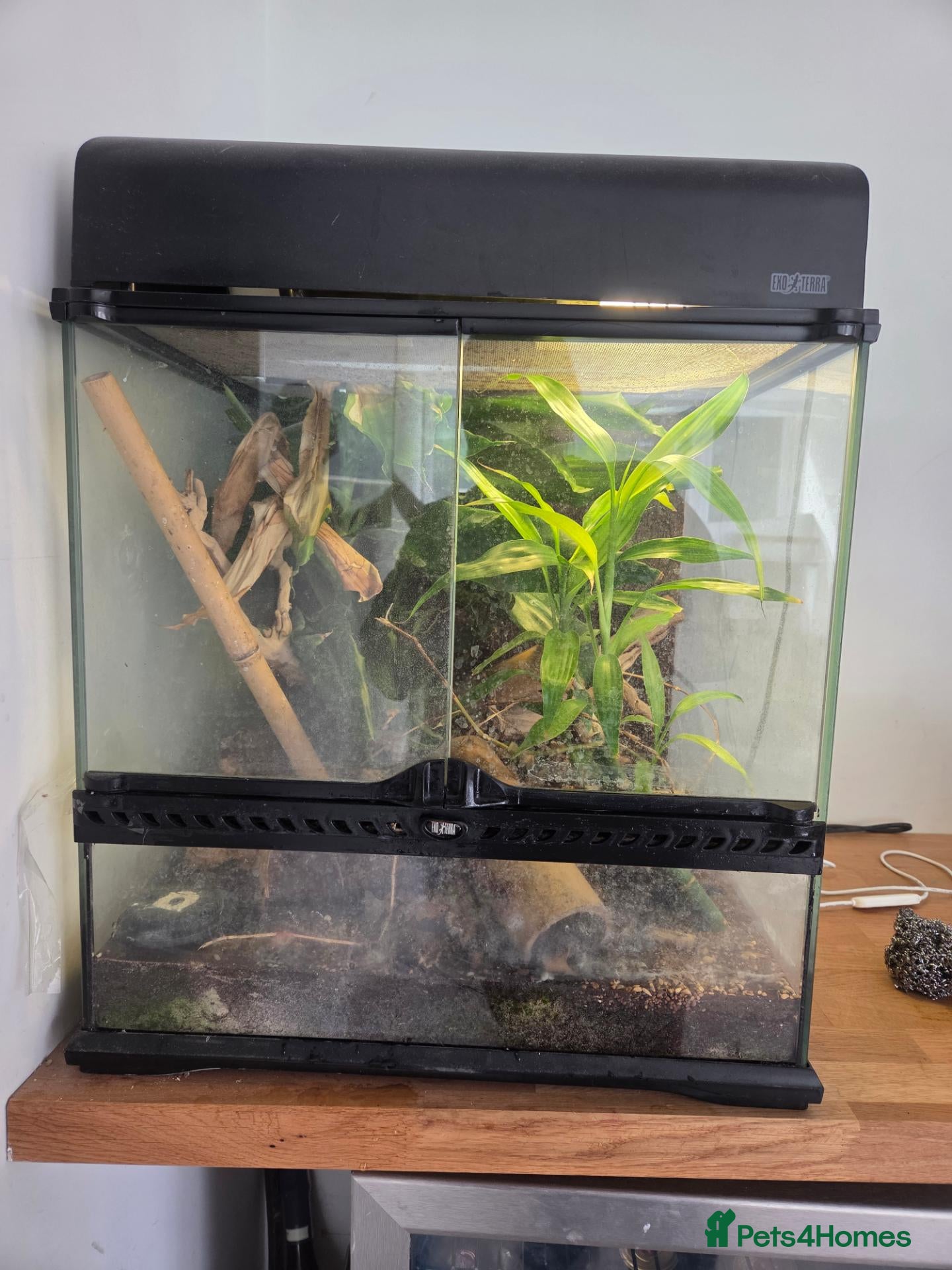 Gecko reptiles 2x neon day geckos and tank/set up. Lights etc  - Advert 9