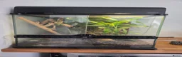 Gecko reptiles for sale: 2x neon day geckos and tank/set up. Lights etc  in Reading - Advert 1