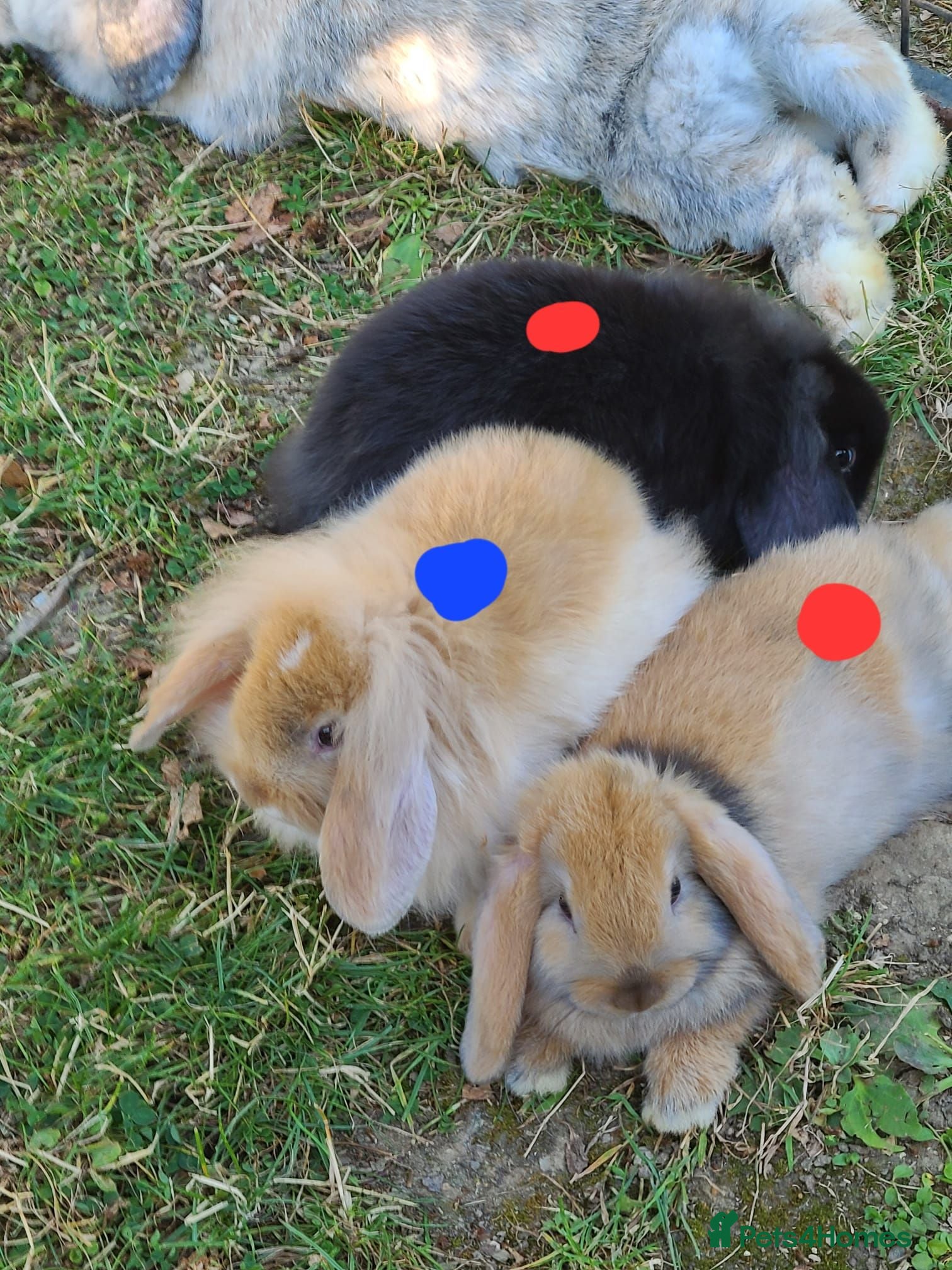 Mini Lop rabbits 🐰6 Mini Lop x Angora Baby Bunnies for Sale🐰 - Advert 2