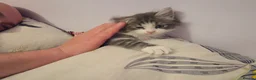 Mixed Breed cats for sale: Main Coon Mix - Advert 6