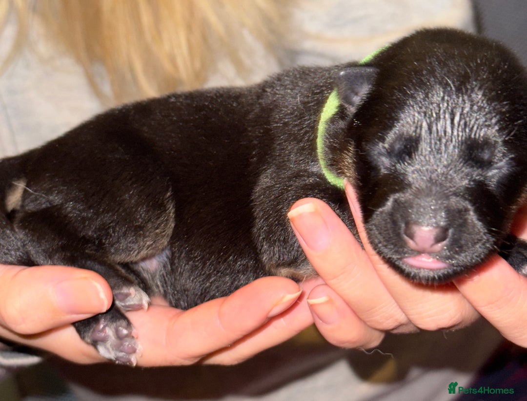 Mixed Breed dogs for sale: Belgian malinois x German Shepherd puppies  - Advert 16