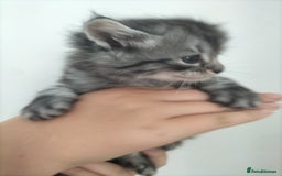 Domestic Shorthair cats for sale: Kittens for Sale - Image 11