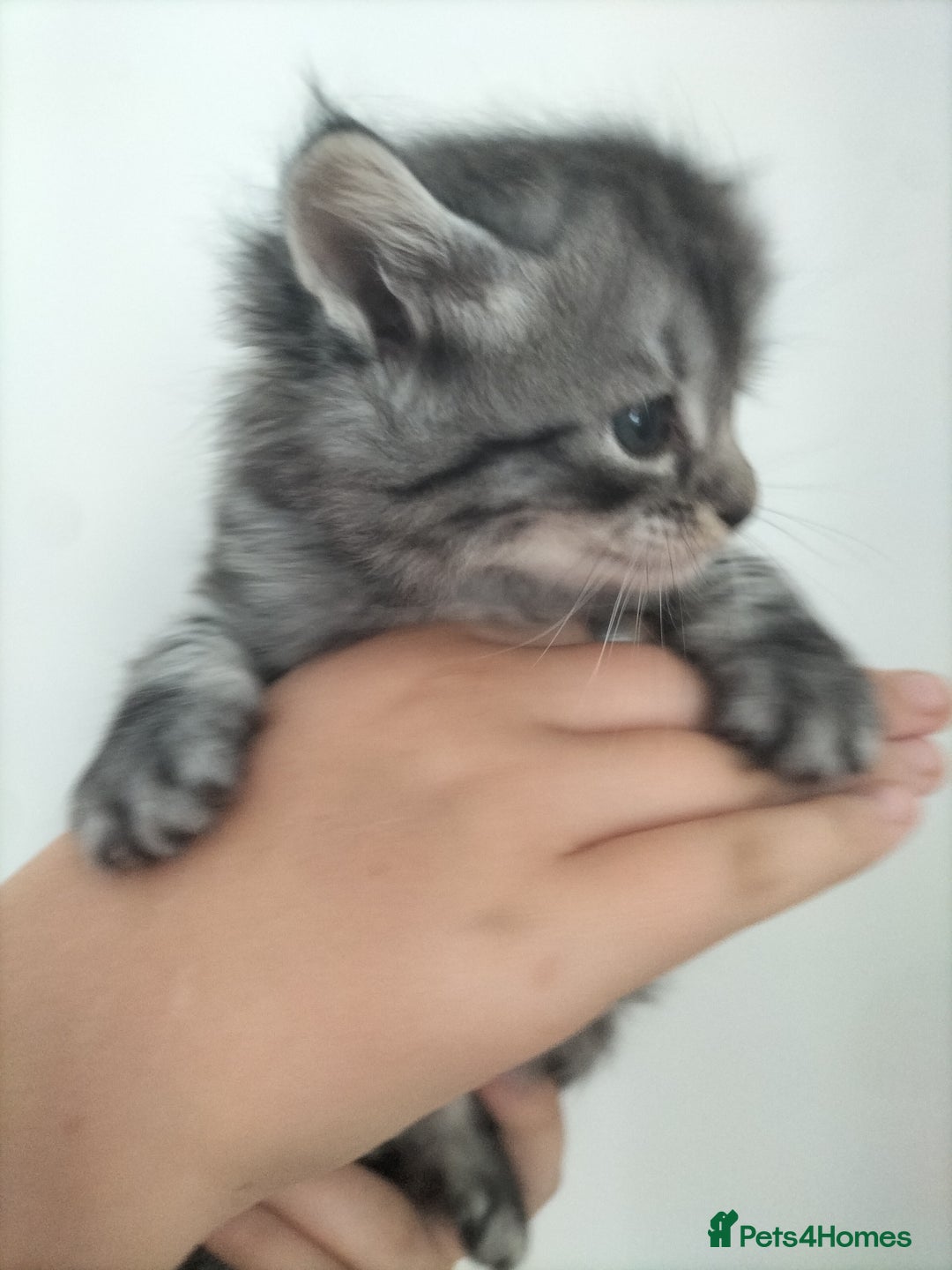 Domestic Shorthair cats for sale: Kittens for Sale - Image 11