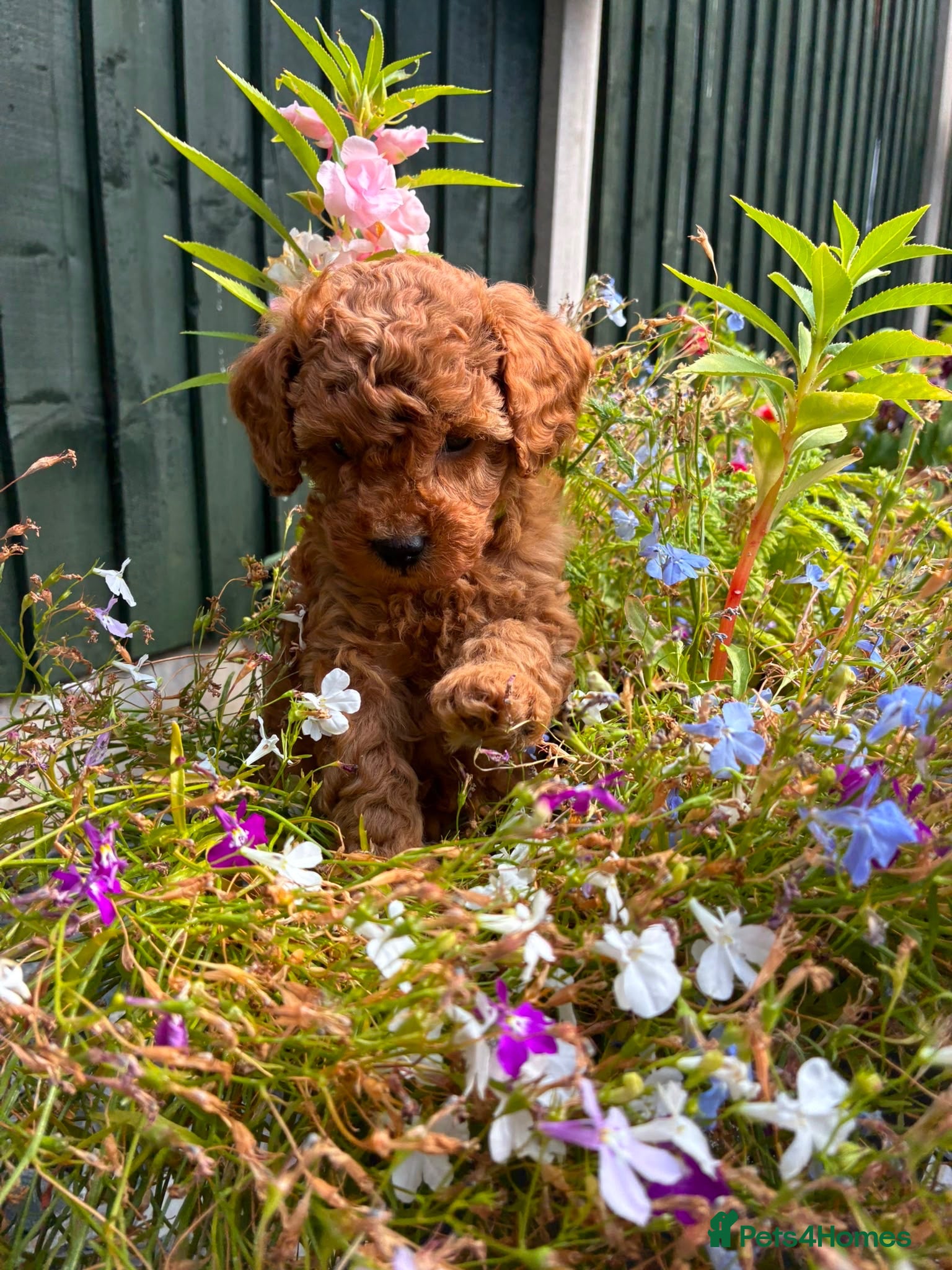 Toy Poodle dogs Red Toy Poodles - Advert 3