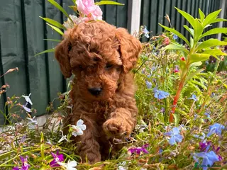 Toy Poodle dogs Red Toy Poodles - Advert 16