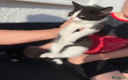 Domestic Shorthair cats for sale: Mixed littler of adorable kittens  - Image 18