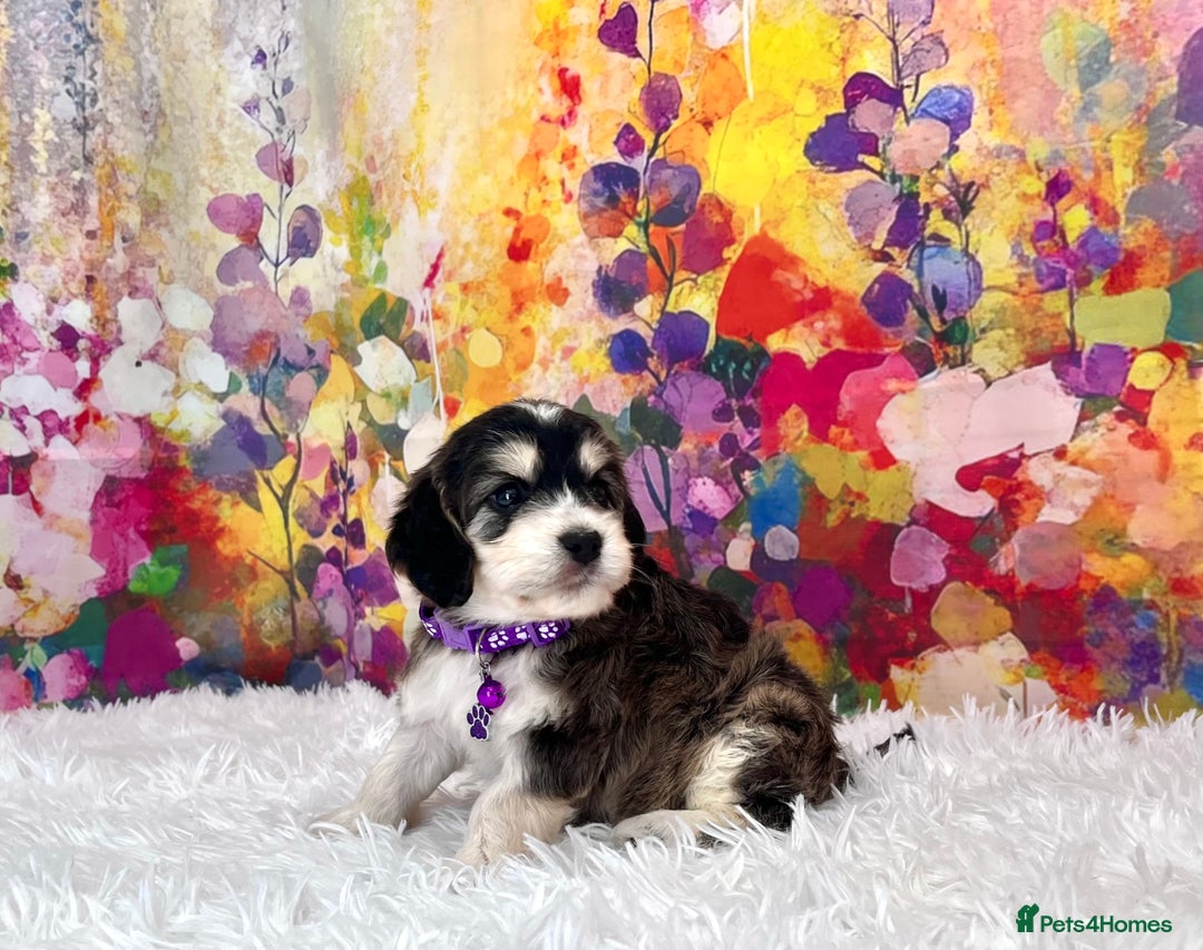 Cockapoo dogs for sale: ⭐️Rare Silver Phantom DNA CLEAR Mini F1 Cockapoos - Image 8
