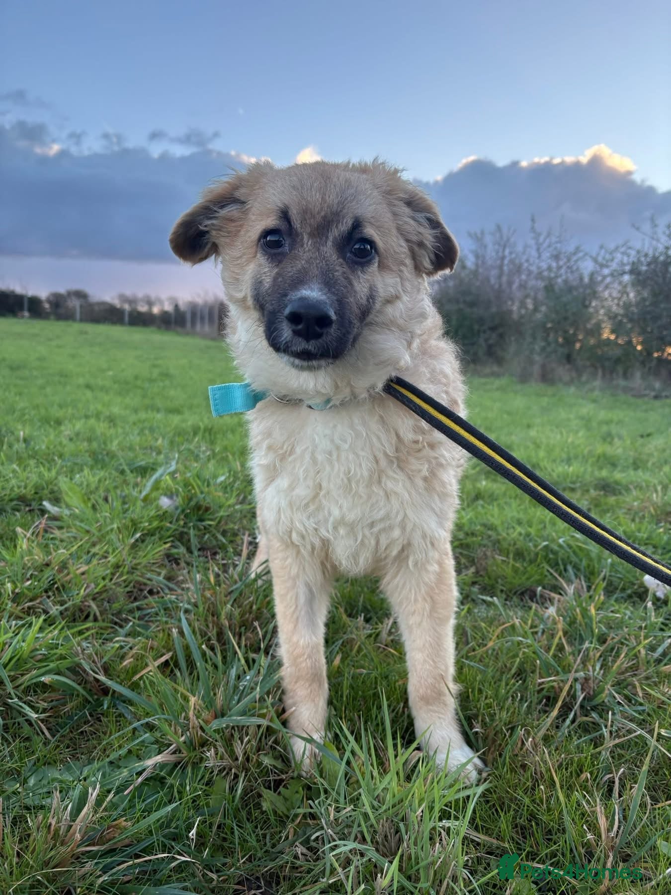 Mixed Breed dogs Finn - Norwich Norfolk  - Advert 16