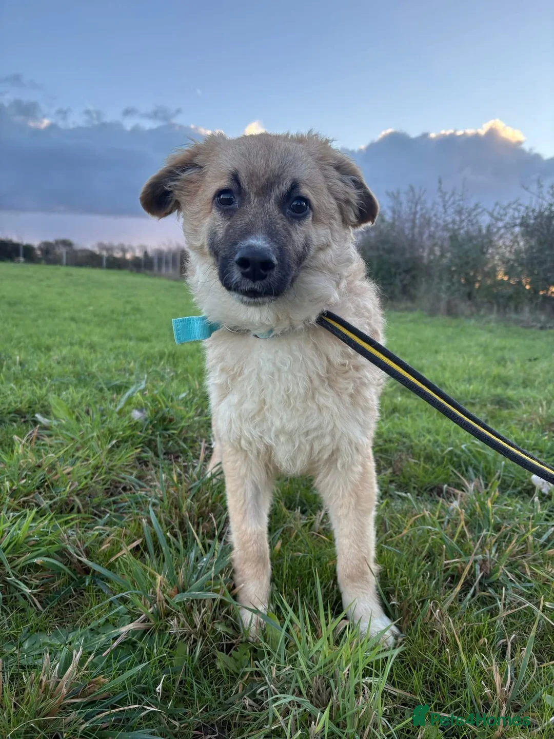 Mixed Breed dogs for adoption: Finn - Norwich Norfolk  - Advert 1