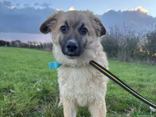 Mixed Breed dogs Finn - Norwich Norfolk - Advert 16