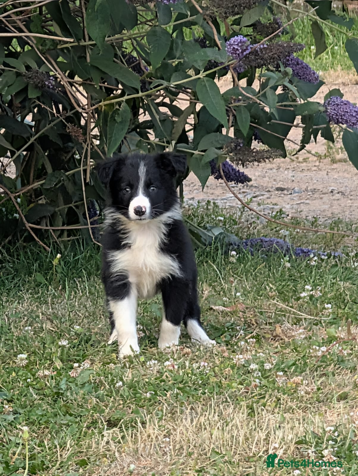 Border Collie dogs Isds registered pups  - Advert 1