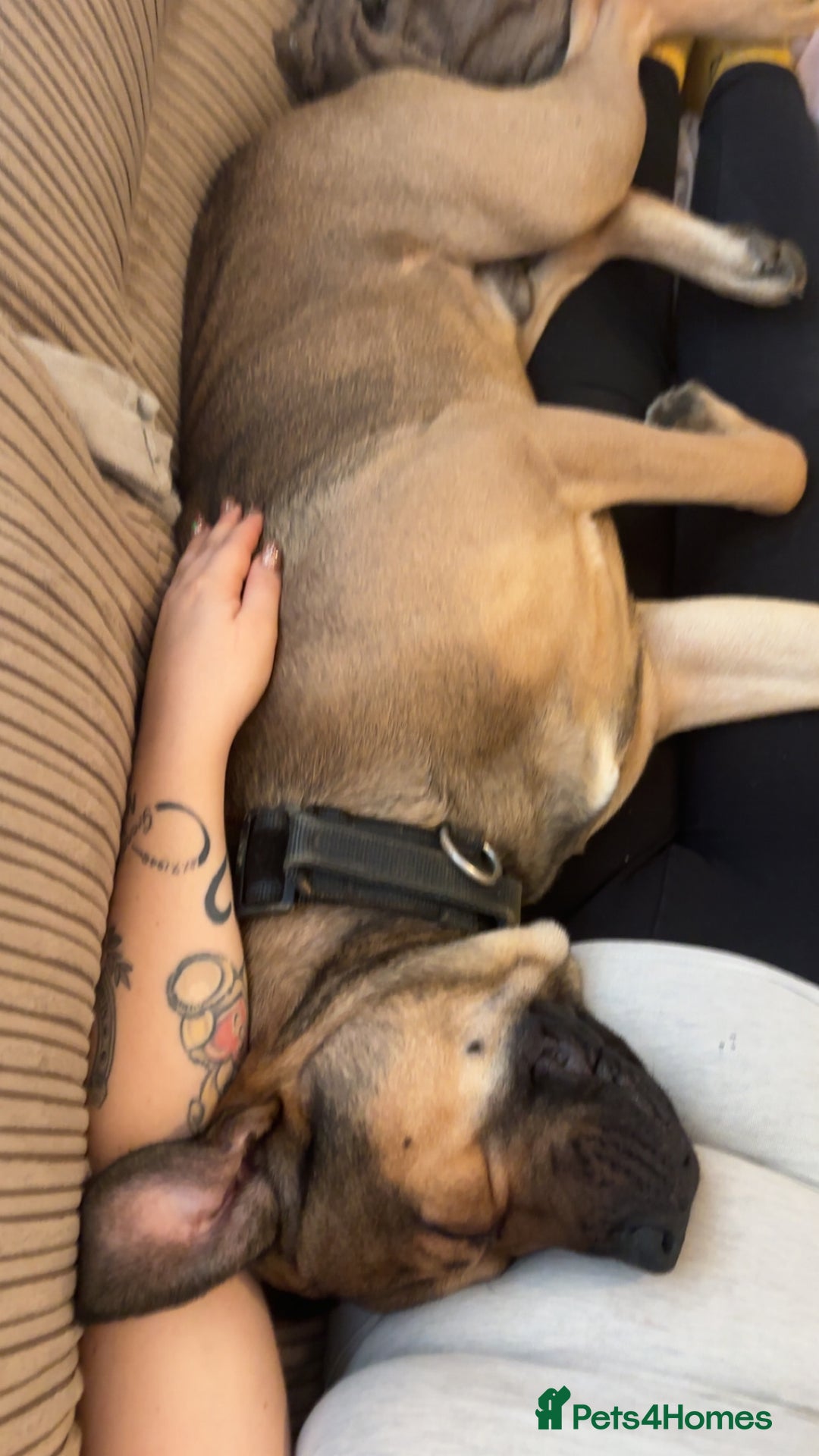 Mixed Breed dogs for sale: Rex 1 year old Presa - Advert 1