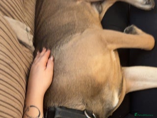 Mixed Breed dogs Rex 1 year old Presa - Advert 5