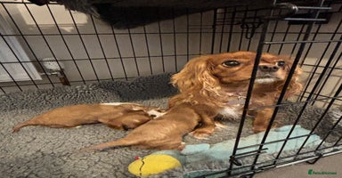 Cavalier King Charles Spaniel dogs - Advert 1