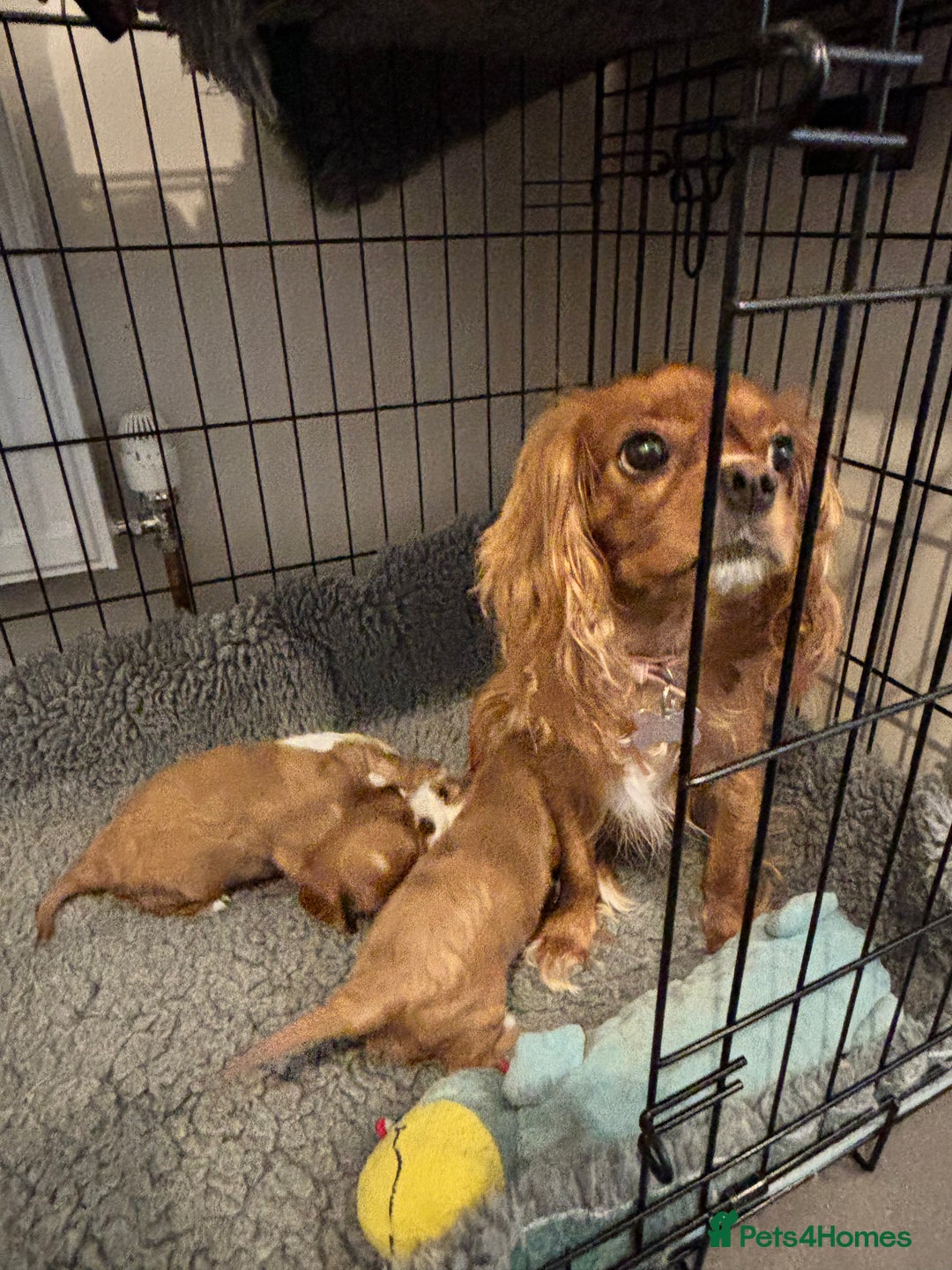 Cavalier King Charles Spaniel dogs for sale: Beautiful Ruby and Blenheim cavalier puppies - Image 2