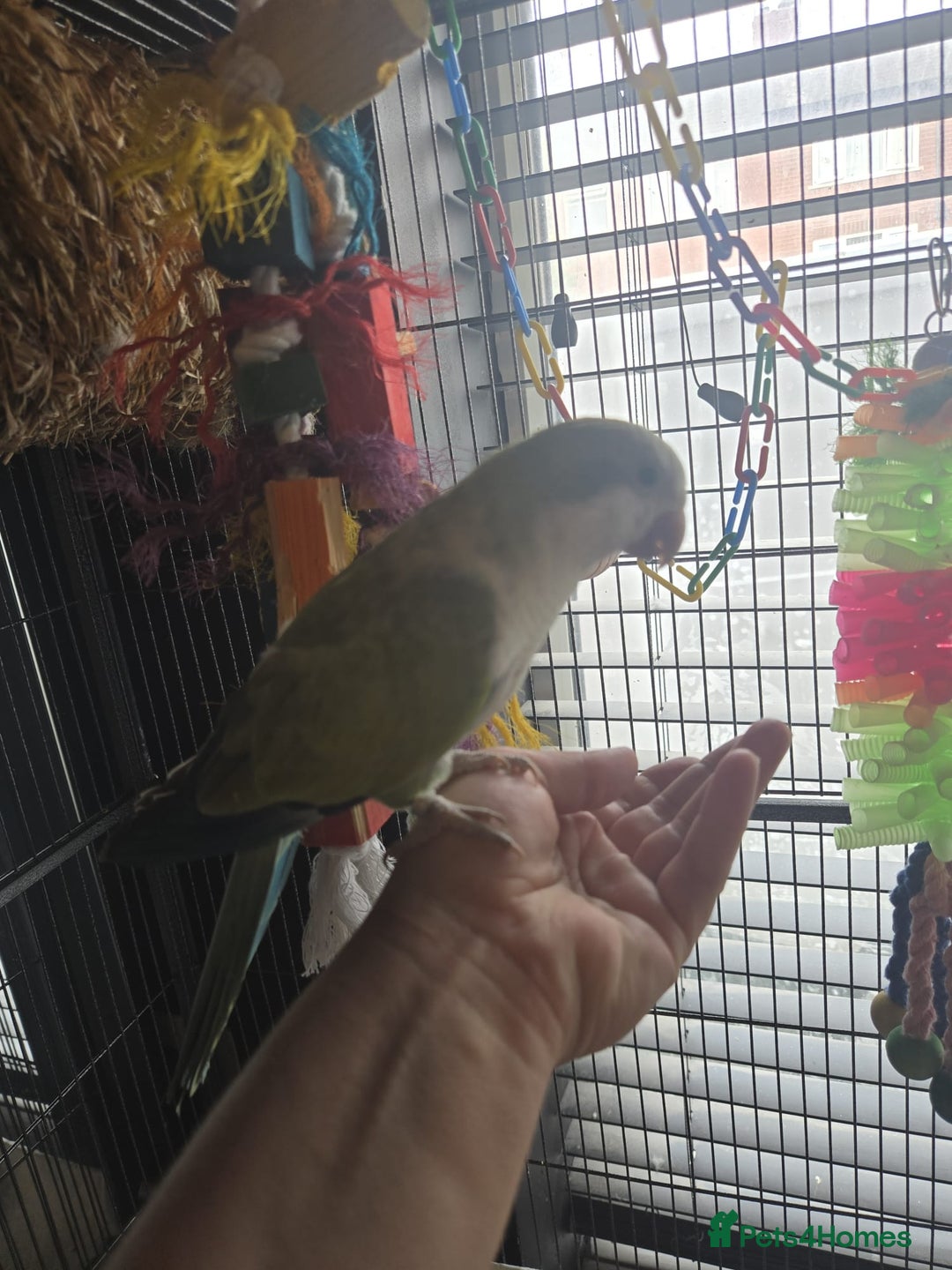 Parrots birds for sale: Proven bonded pair of hand tame quakcer parrots  - Image 3