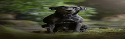 Labrador Retriever dogs for stud: Champ Sired KC FTW Black Lab Full Health Tests in Runcorn - Advert 4
