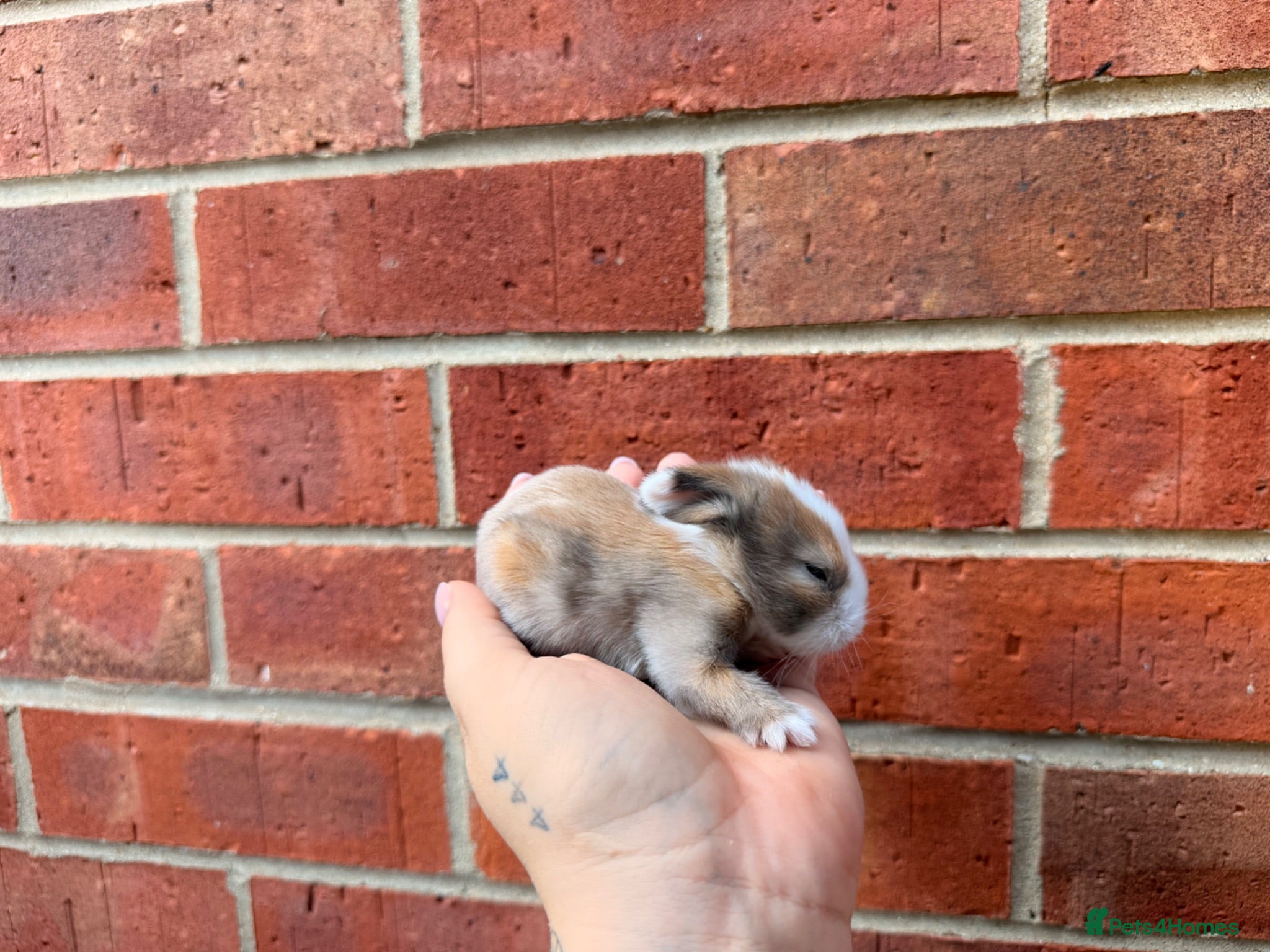 Mini Lop rabbits Mini lop bunnies for sale - Advert 2