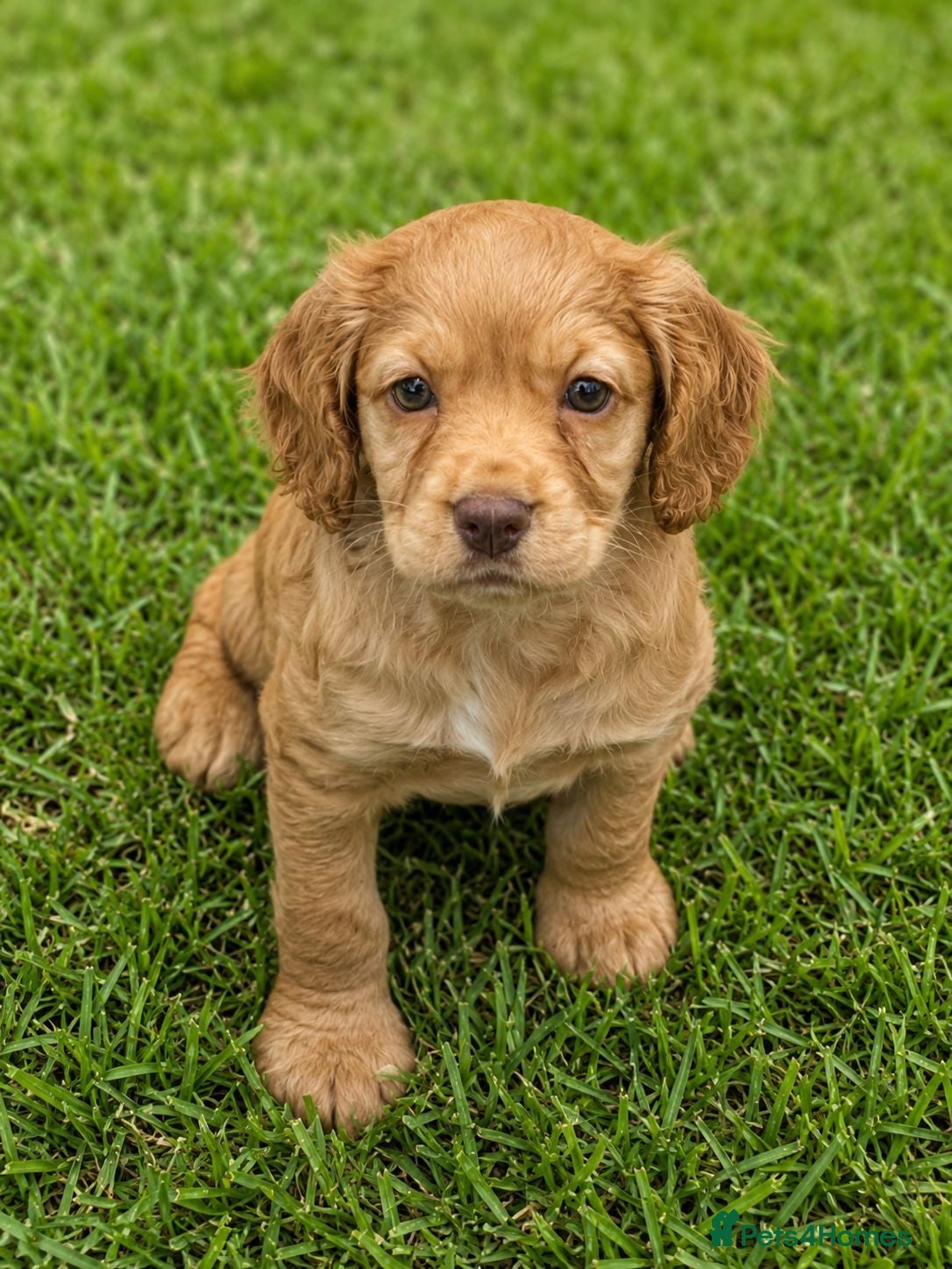 Cocker Spaniel dogs 5⭐️ COCKER SPANIEL PUPPIES KC Reg VET Checked - Advert 1