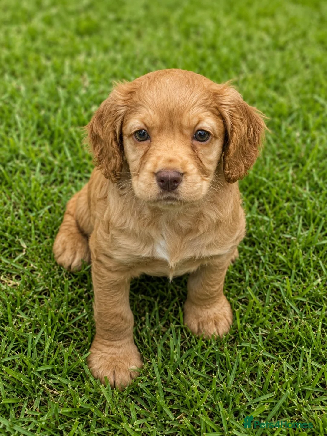 Cocker Spaniel dogs for sale: 5⭐️ COCKER SPANIEL PUPPIES KC Reg VET Checked - Advert 1