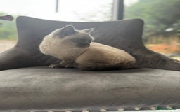 British Shorthair cats for sale: RARE opportunity stunning GCCF ACTIVE 11mnt BSH🩷 - Image 2