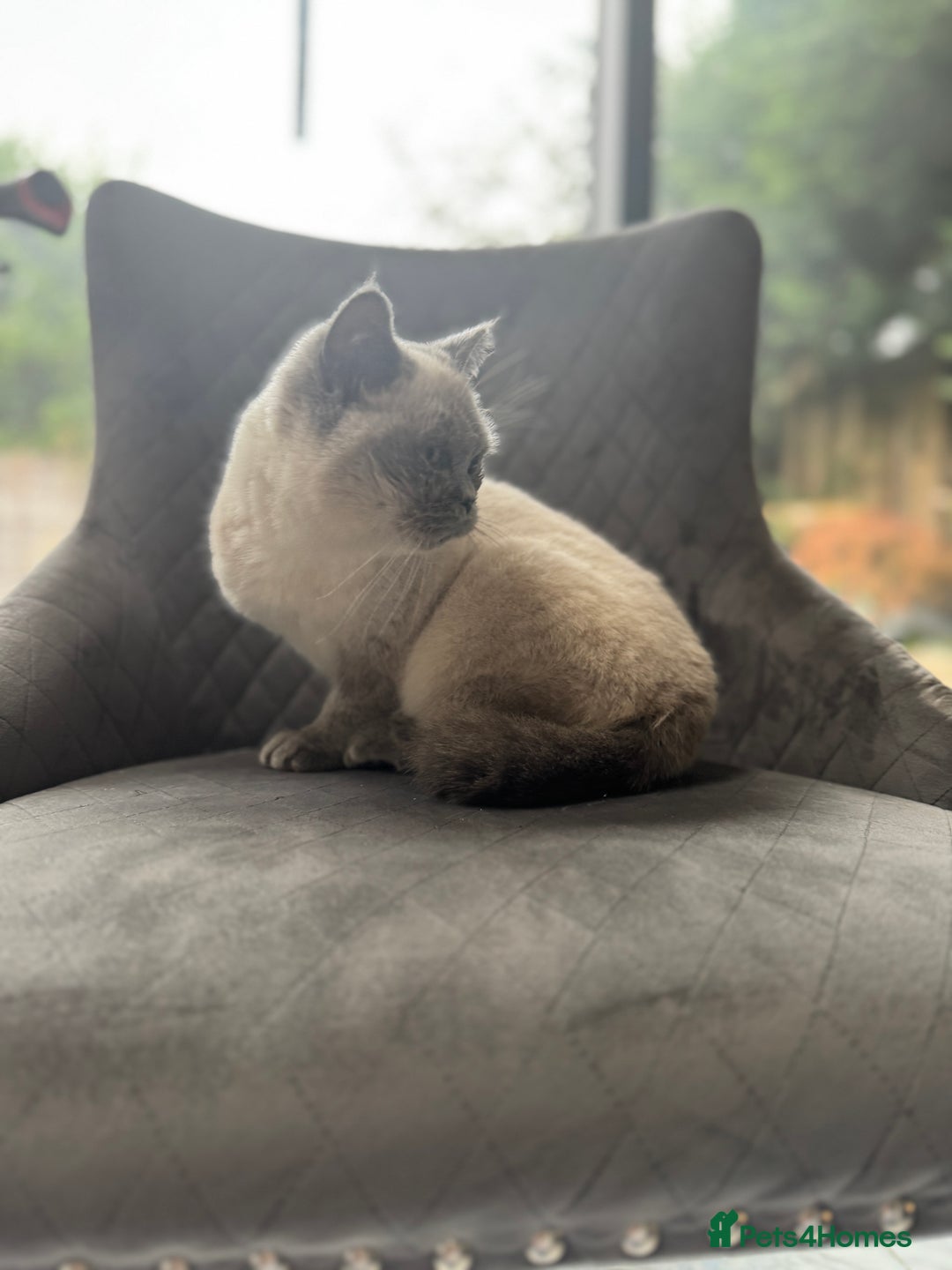 British Shorthair cats for sale: RARE opportunity stunning GCCF ACTIVE 11mnt BSH🩷 - Image 2