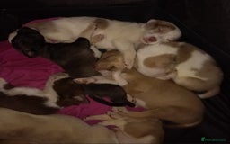 Mixed Breed dogs for sale:  BRIGHT BLUE EYE 💙 GREAT HUSKIESHIRES  - Image 3