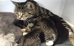 Bengal cats for sale: 2 brothers for sale  - Image 10