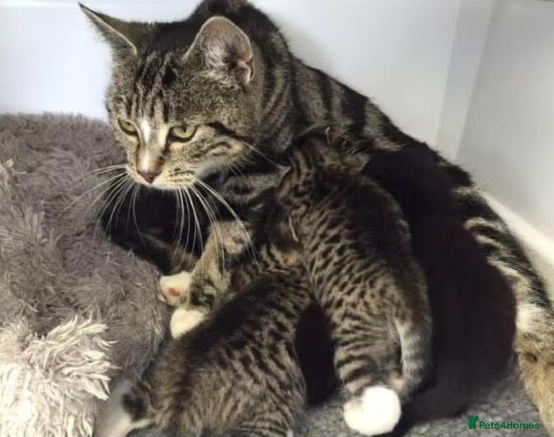 Bengal cats for sale: 2 brothers for sale  - Image 10