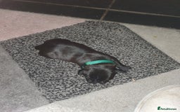 Staffordshire Bull Terrier dogs for sale: Staffordshire Bull Terrior Pups - 9 in total. - Image 11