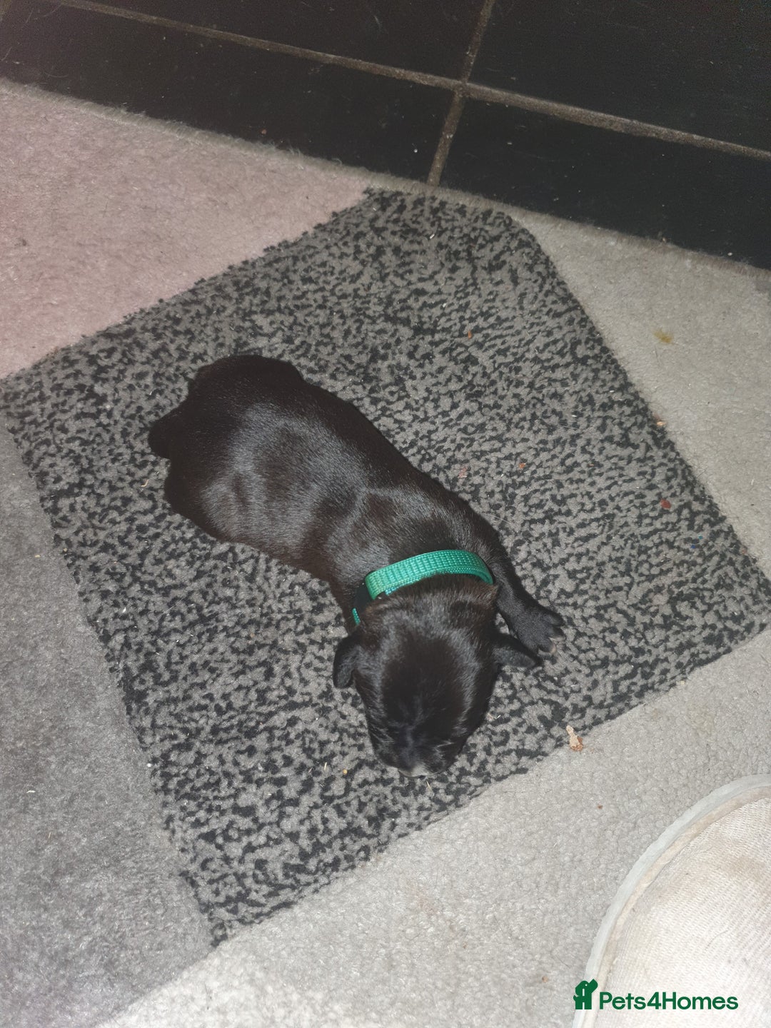 Staffordshire Bull Terrier dogs for sale: Staffordshire Bull Terrior Pups - 9 in total. - Image 11