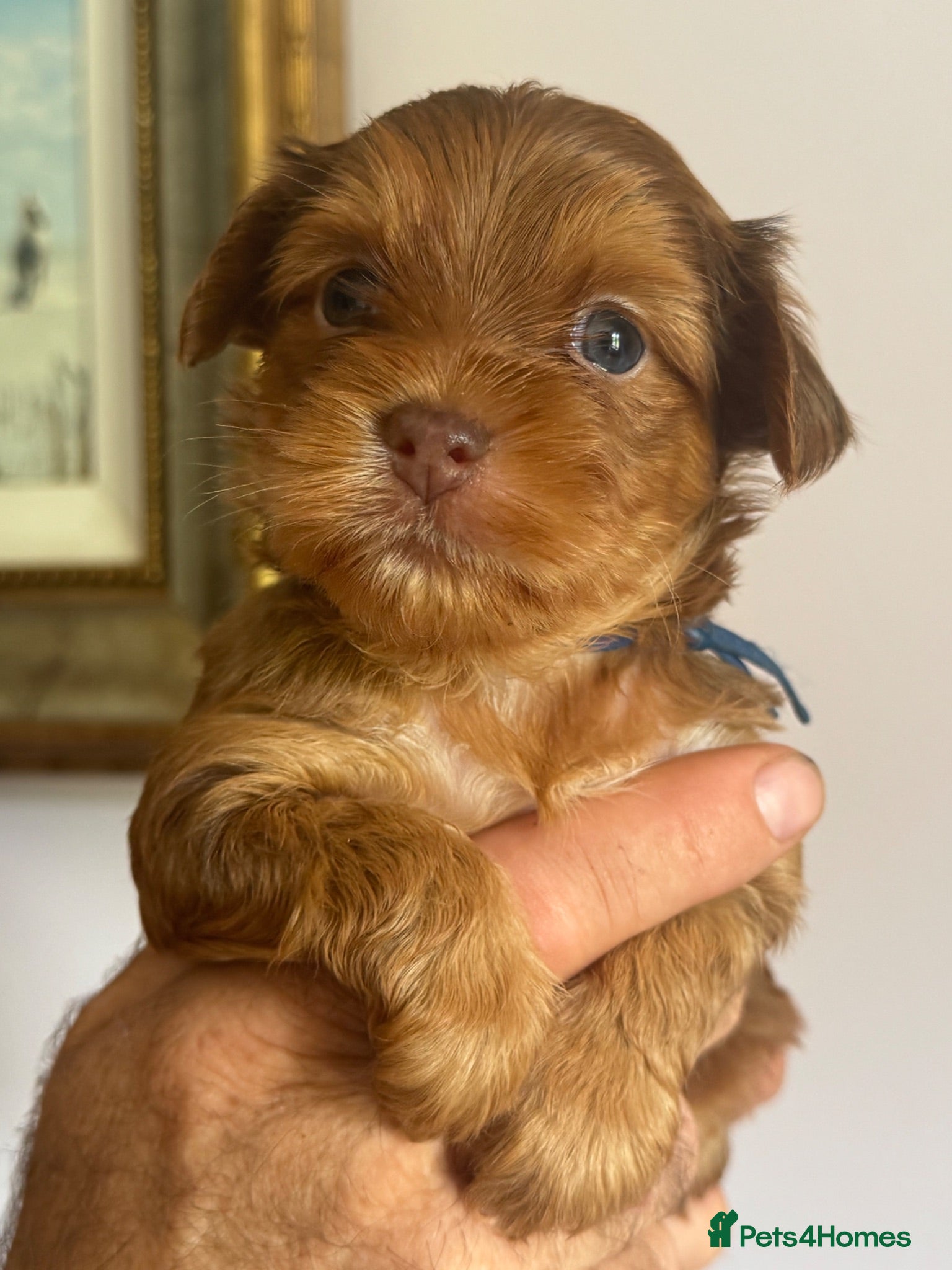 Yorkshire Terrier dogs Super Health tested Ocean Pearl /coloured Yorkies  - Advert 2