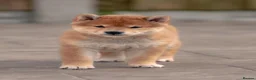 Japanese Shiba Inu dogs for sale: Last two beautiful girls - Advert 4