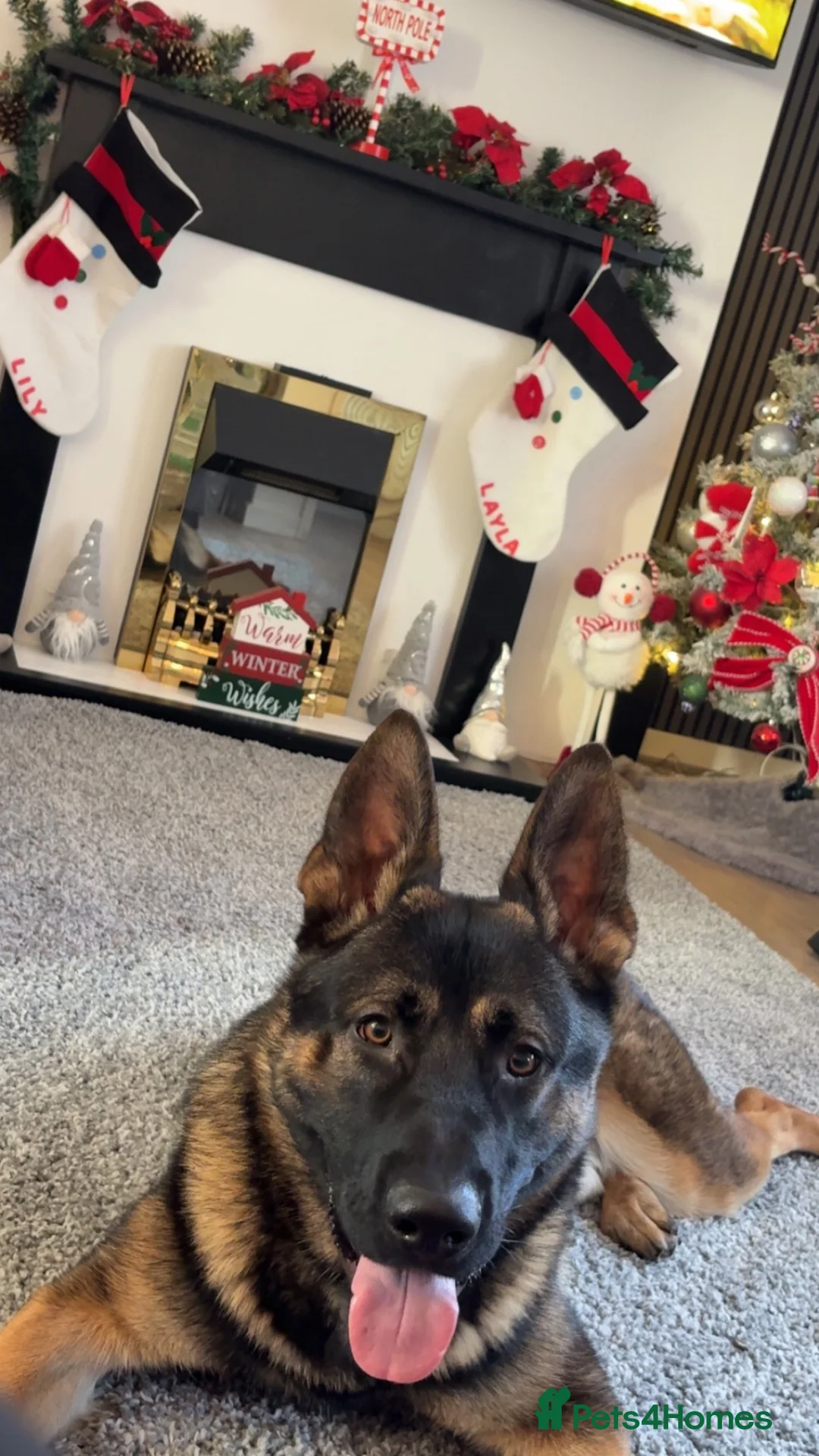 German Shepherd dogs for sale: German Shepherd  - Advert 2