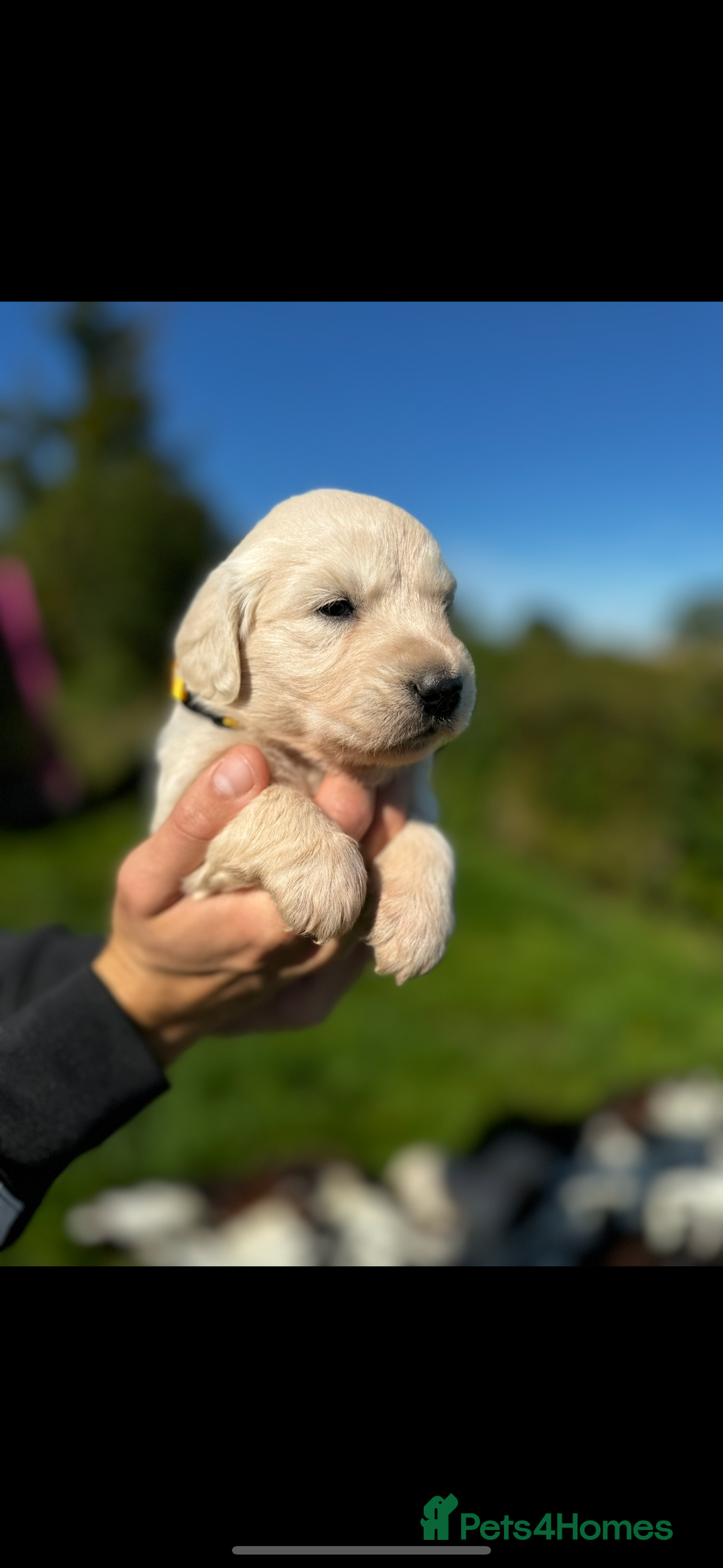 Golden Retriever dogs for sale: ⭐️ health tested kc reg puppies ⭐️ - Advert 6