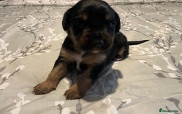 Mixed Breed dogs for sale: Sprollies - Image 11