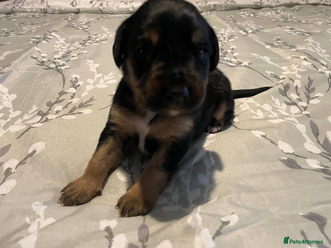 Mixed Breed dogs for sale: Sprollies - Image 11