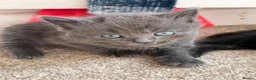 Mixed Breed cats for sale: 4 beautiful kittens  - Advert 5