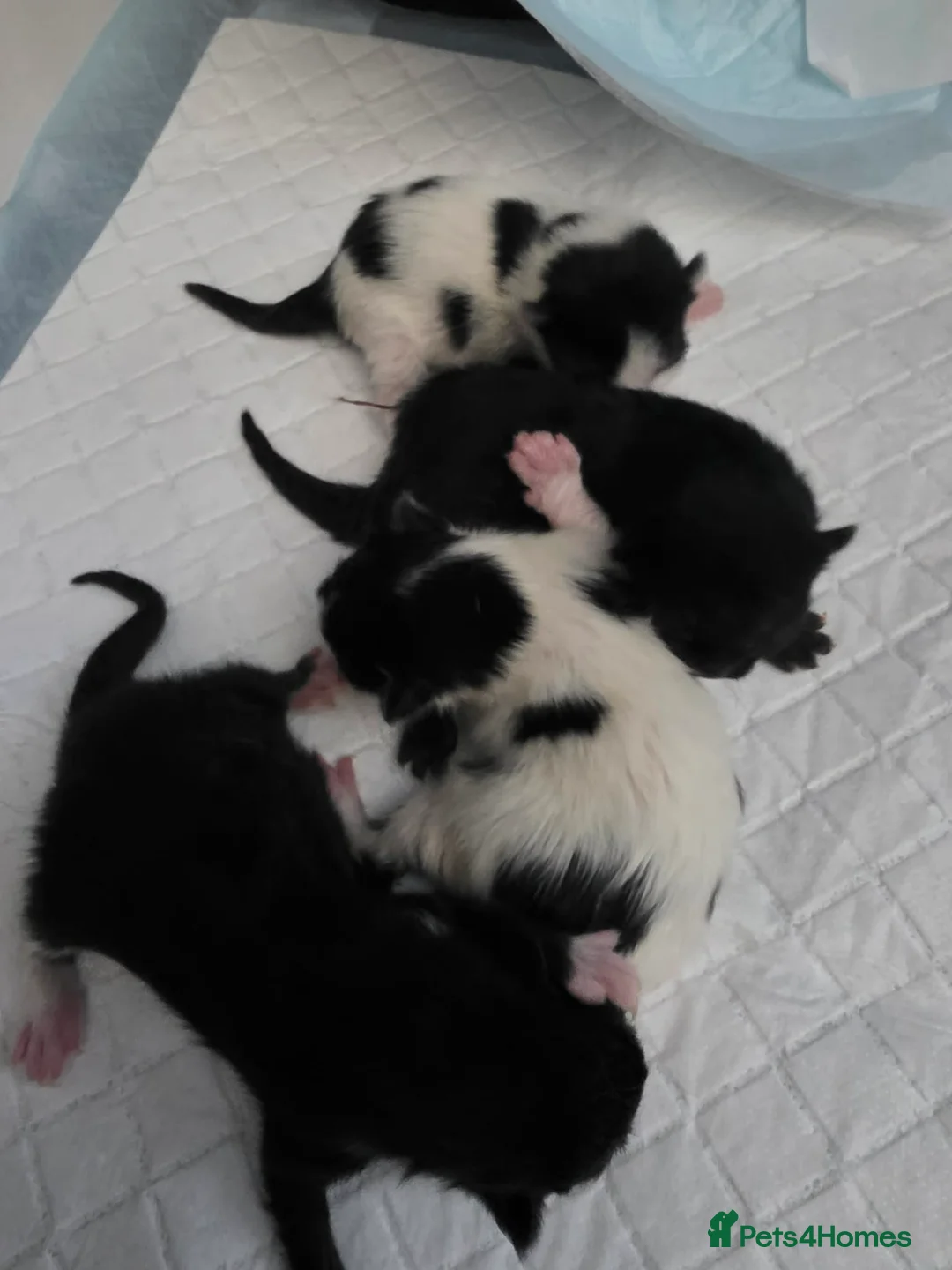 Mixed Breed cats for sale: Kittens  - Advert 2