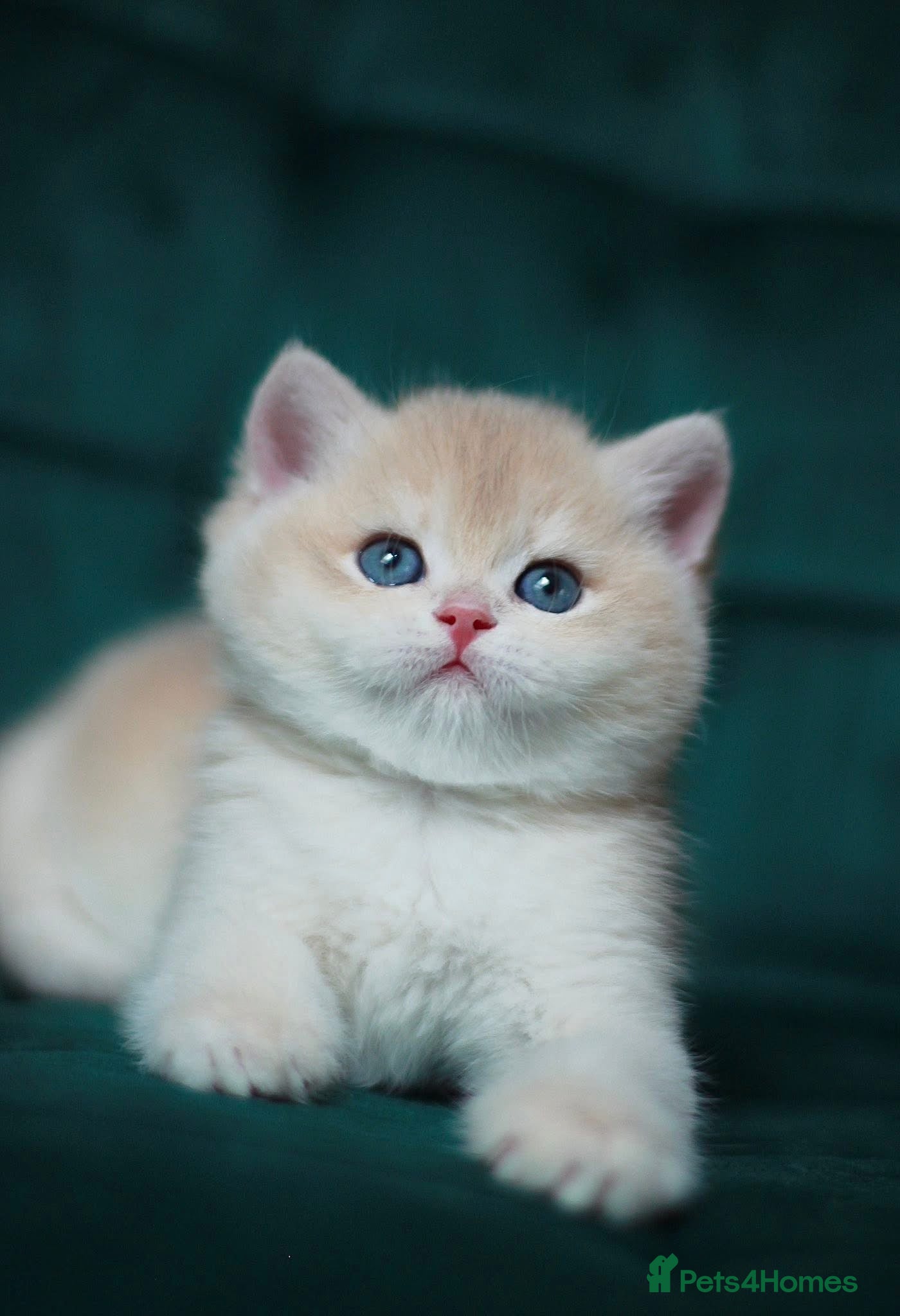 British Shorthair cats 🔥BRITISHSHORT HAIR KITTENS AND SCOTTISH FOLD 🔥 - Advert 1