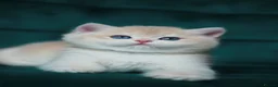British Shorthair cats for sale: 🔥BRITISHSHORT HAIR KITTENS AND SCOTTISH FOLD 🔥 - Advert 1