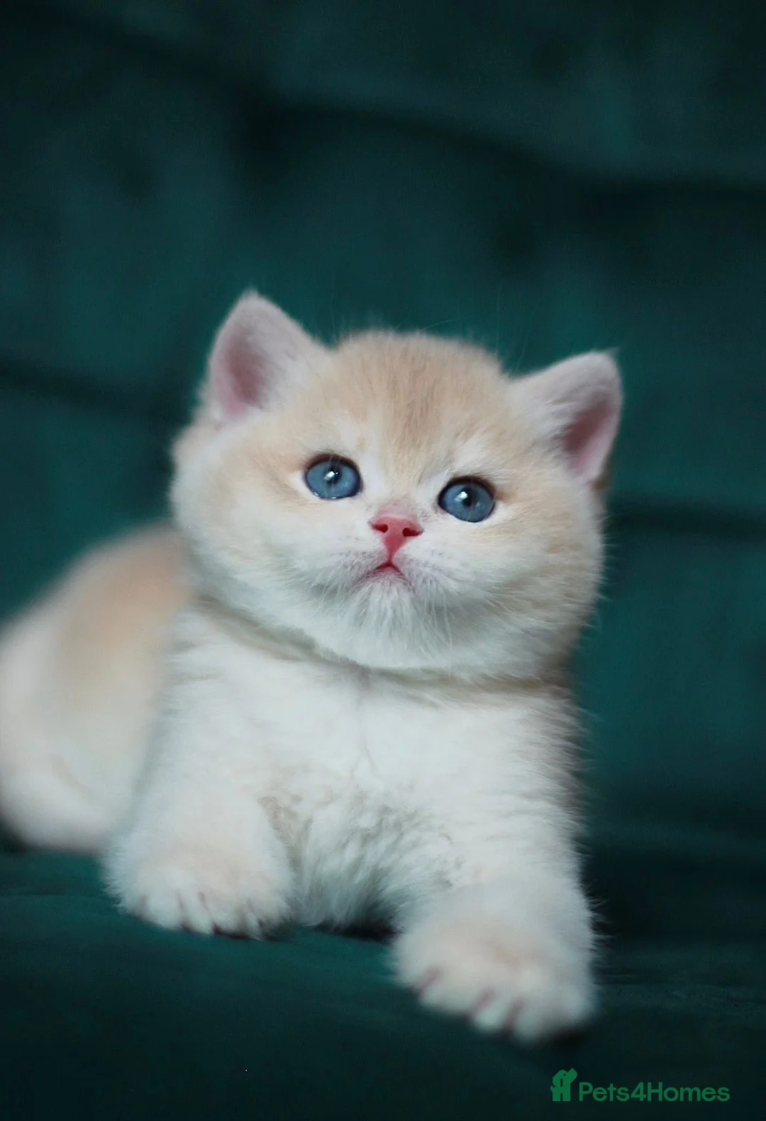 British Shorthair cats for sale: 🔥BRITISHSHORT HAIR KITTENS AND SCOTTISH FOLD 🔥 - Advert 1