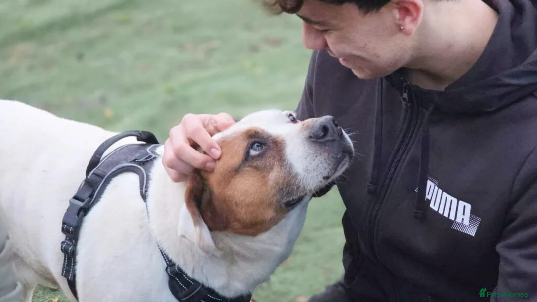 Mixed Breed dogs for adoption: Pirata - Advert 14