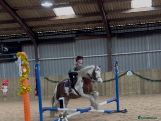 Riding pony horses Brilliant pony club pony - Advert 1