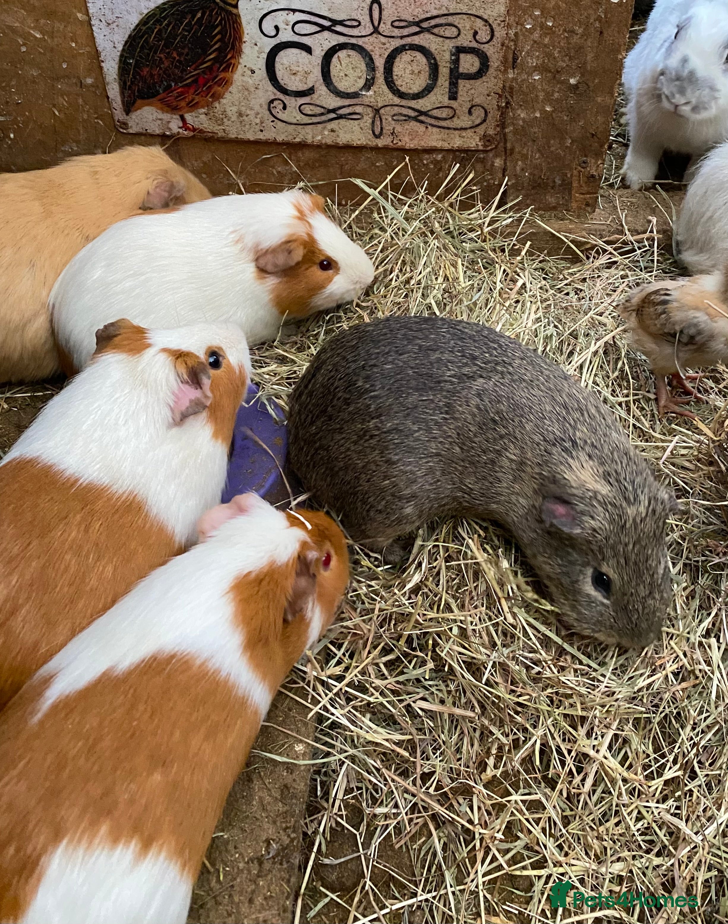 Guinea Pig rodents Mixed ages and sexes - Advert 2