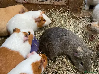 Guinea Pig rodents Mixed ages and sexes - Advert 1